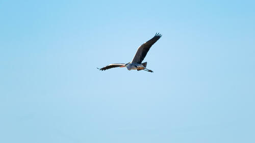 Stork mid flight 2